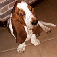 Basset hound