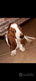 Basset hound