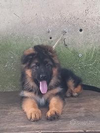 Pastore tedesco pelo lungo