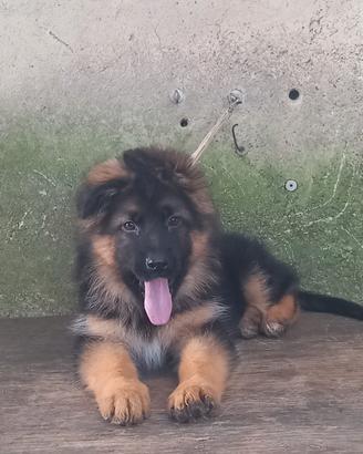 Pastore tedesco pelo lungo