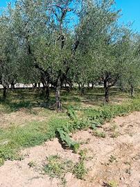 terreno con ulivi 