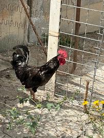 Gallo