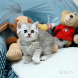 Gattini British shorthair scottish stupendi