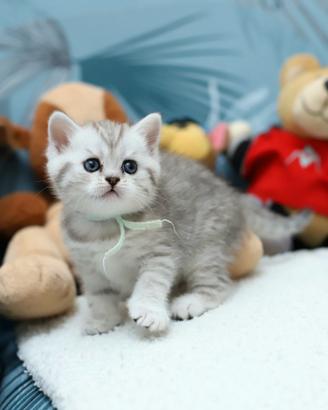 Gattini British shorthair scottish stupendi