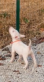 Bull terrier miniature