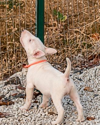 Bull terrier miniature