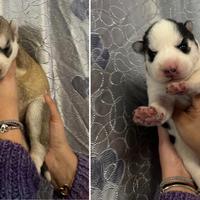 Cucciole di Husky occhi azzurri con pedigree ENCI