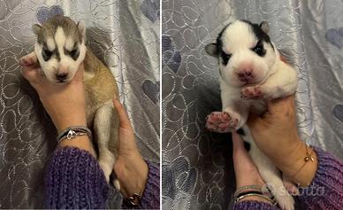 Cucciole di Husky occhi azzurri con pedigree ENCI