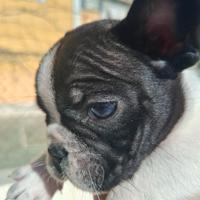 B u l l d o g