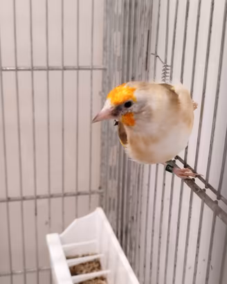 Cardellino White Cop 