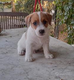 Jack Russell Terrier Broken/Ruvido cuccioli