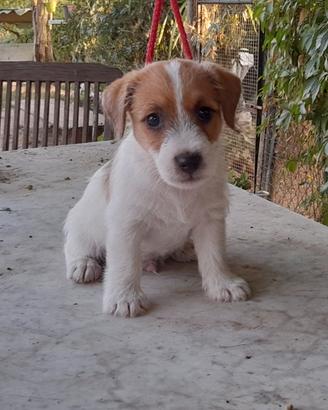 Jack Russell Terrier Broken/Ruvido cuccioli