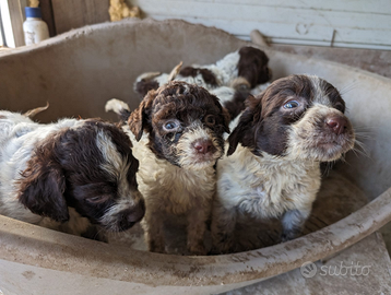 Cuccioli Lagotto