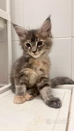 Maine coon femmina