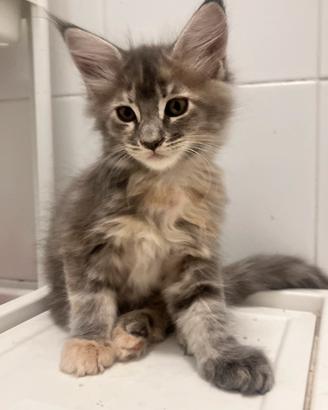 Maine coon femmina