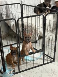 Bulldog francese
