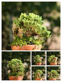 prebonsai Ginepro Procumbes nano