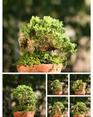 prebonsai Ginepro Procumbes nano
