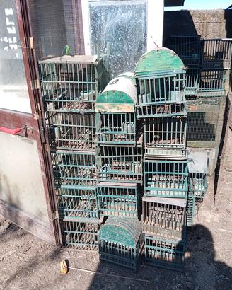 gabbie per uccelli