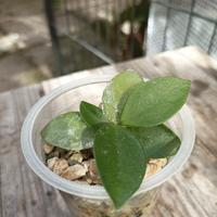 Pianta giovane di hoya chouke radicata in pomice