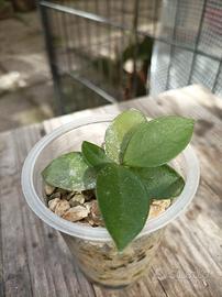 Pianta giovane di hoya chouke radicata in pomice