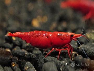 Neocaridine Red Sakura SS - Altissima Qualità