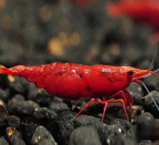 Neocaridine Red Sakura SS - Altissima Qualità