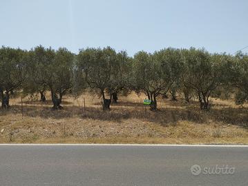 Uliveto produttivo 240 piante