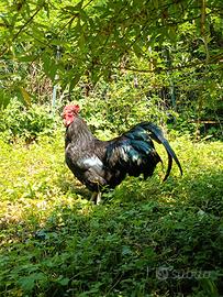 Gallo Australorp nero