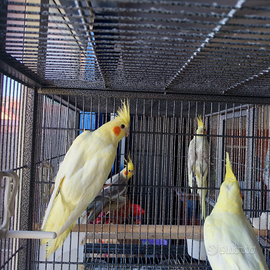 Pappagalli Calopsite lutino (gialli)