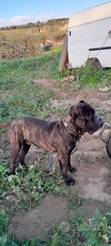 Cane corso x monte