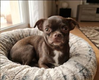 Chihuahua 5 anni