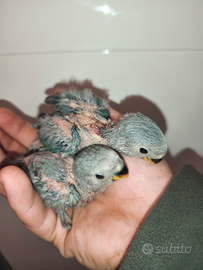 Pulli di inseparabili