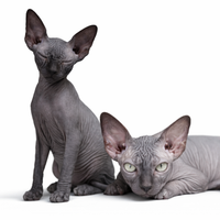 Sphynx cucciola
