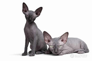 Sphynx cucciola
