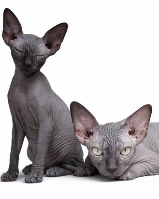 Sphynx cucciola