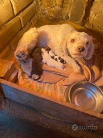 Lagotto Romagnolo