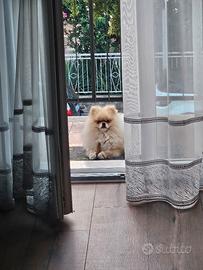 Disponibile per accopiamento maschio con  pedigree