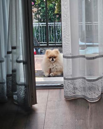 Disponibile per accopiamento maschio con  pedigree