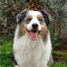 Pastore Australiano disponibile per Monta