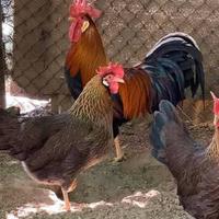 Razza Livorno collo oro