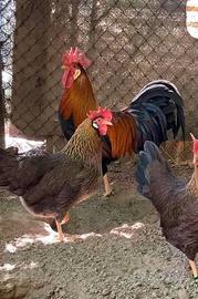 Razza Livorno collo oro