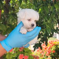 Maltese maschietto di 60 giorni