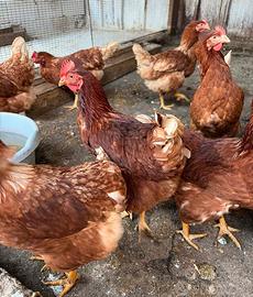Galline ovaiole rosse