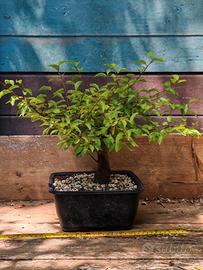 Bonsai susino selvatico (Prunus Cerasifera) 