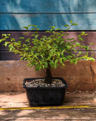 Bonsai susino selvatico (Prunus Cerasifera) 