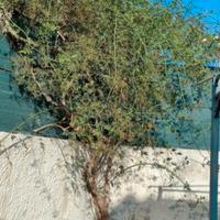 Talea radicata gelsomino officinalis