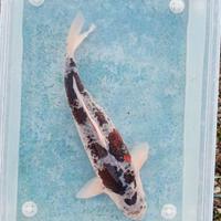 Carpa koi - budo goromo - 42 cm.circa