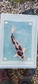 Carpa koi - budo goromo - 42 cm.circa