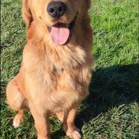 Golden Retriever per accoppiamento Americano